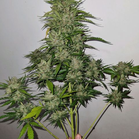 Lemon Haze Auto growlog timeline photo