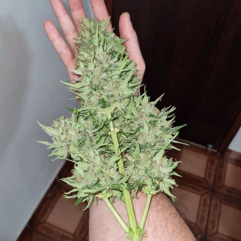Lemon Haze Auto growlog timeline photo