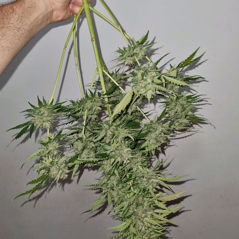 Lemon Haze Auto growlog timeline photo
