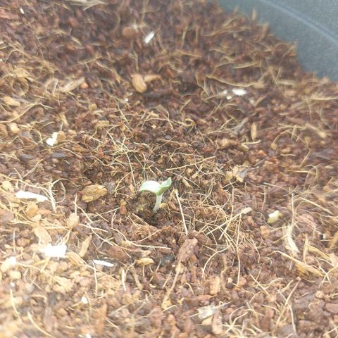 Uwe growlog photo: Er wächst immer weiter sieht bisher ziemlich gut aus