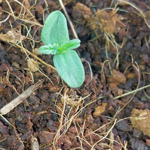 Uwe growlog photo: Uweee wächst