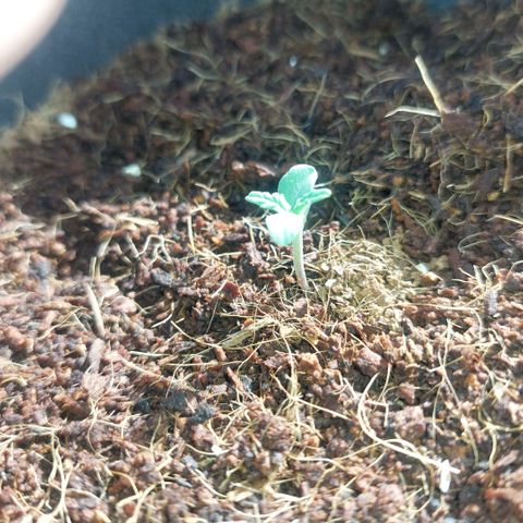 Uwe growlog timeline photo