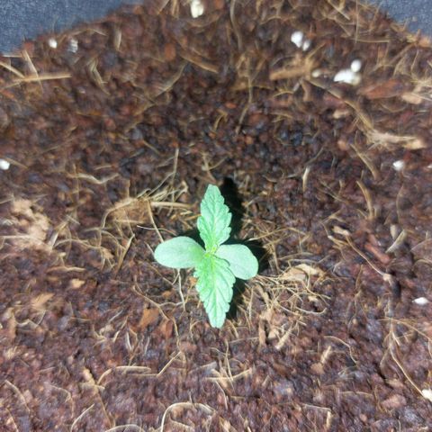 Uwe growlog timeline photo
