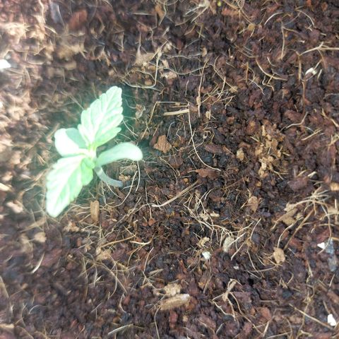 Uwe growlog timeline photo