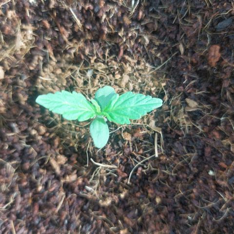Uwe growlog photo: Kommen schon die nächsten blätter