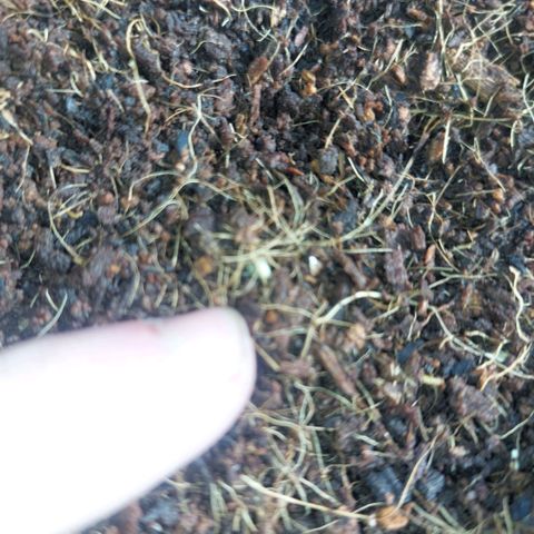 Manfred growlog photo: Das kleine gelbe auf das ich zeige kommt gerade aus der erde raus