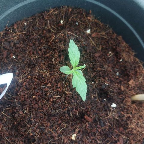 Uwe growlog timeline photo