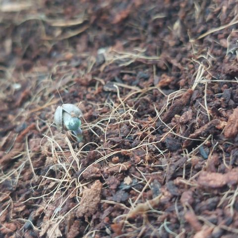 Manfred growlog timeline photo