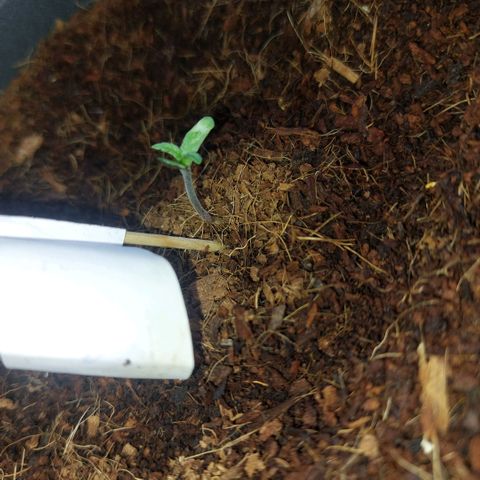 Manfred growlog timeline photo