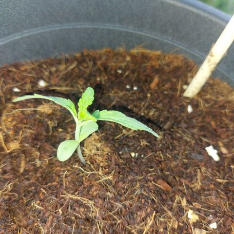 Uwe growlog timeline photo