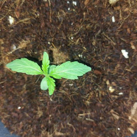 Uwe growlog timeline photo