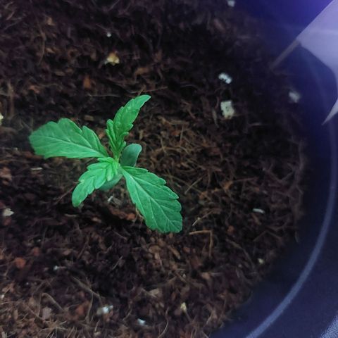Uwe growlog timeline photo