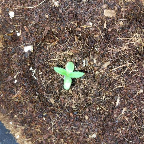 Manfred growlog timeline photo