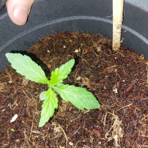 Uwe growlog timeline photo