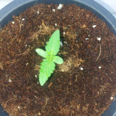 Manfred growlog timeline photo