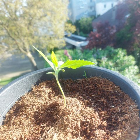 Manfred growlog timeline photo