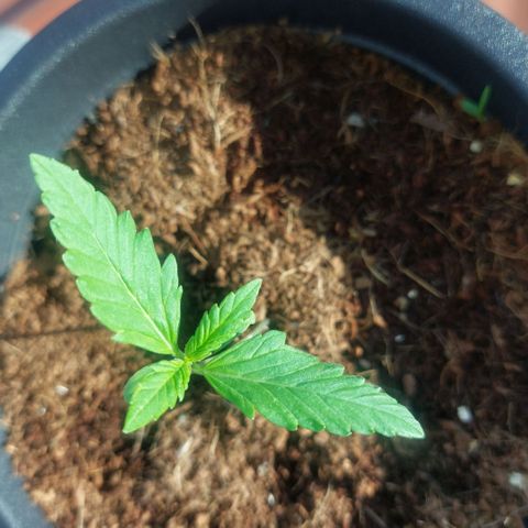 Manfred growlog timeline photo