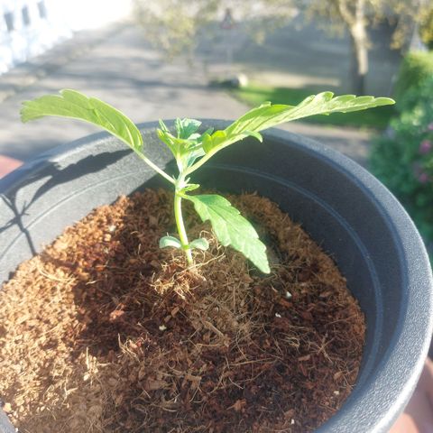 Uwe growlog timeline photo