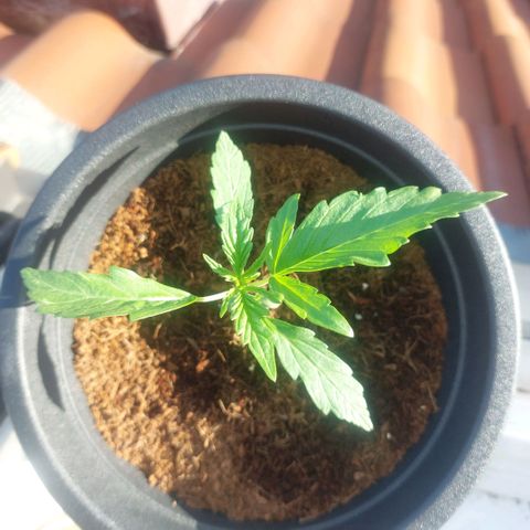 Uwe growlog timeline photo