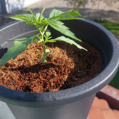 Uwe growlog timeline photo