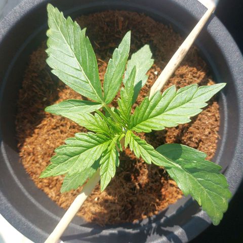 Uwe growlog timeline photo