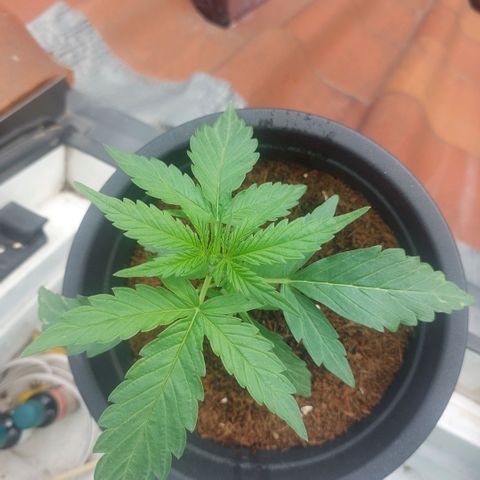 Uwe growlog timeline photo