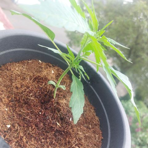 Uwe growlog timeline photo