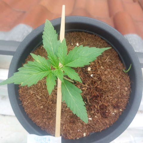 Manfred growlog timeline photo