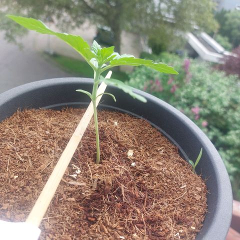 Manfred growlog timeline photo