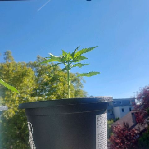 Manfred growlog timeline photo