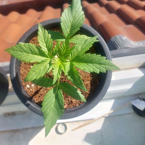 Manfred growlog timeline photo