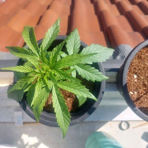Uwe growlog photo: Warscheinlich bald umtopfen