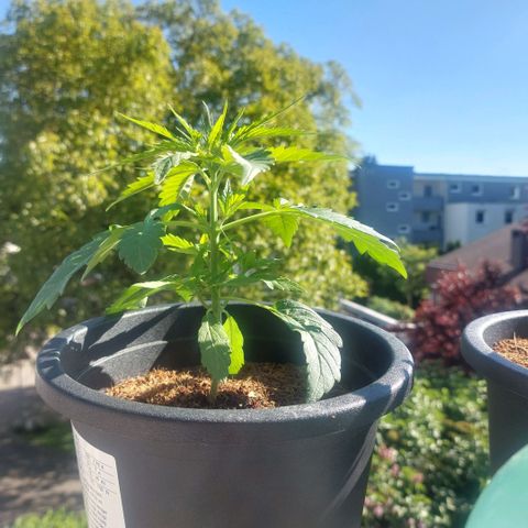 Uwe growlog photo: Warscheinlich bald umtopfen