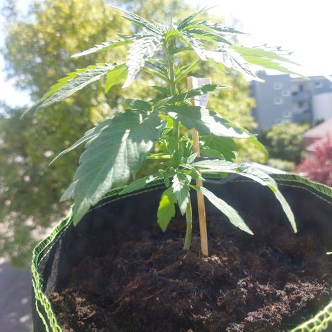 Uwe growlog timeline photo