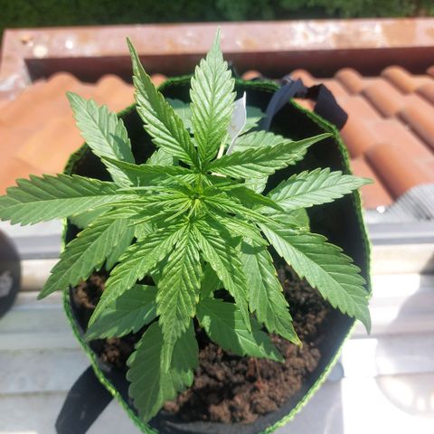 Uwe growlog timeline photo