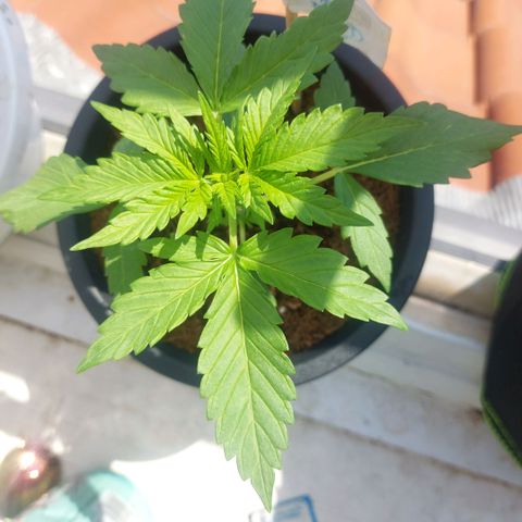 Manfred growlog timeline photo