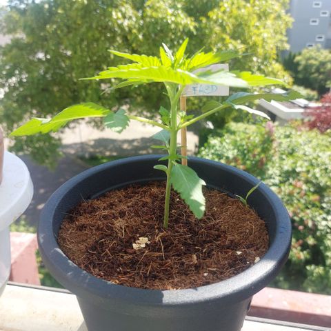 Manfred growlog timeline photo