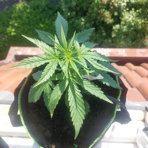 Uwe growlog timeline photo