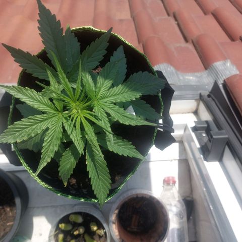 Uwe growlog timeline photo
