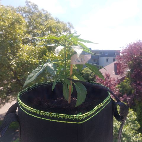 Uwe growlog timeline photo