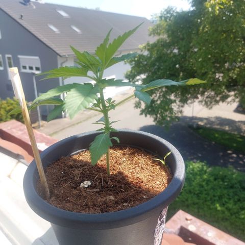 Manfred growlog timeline photo