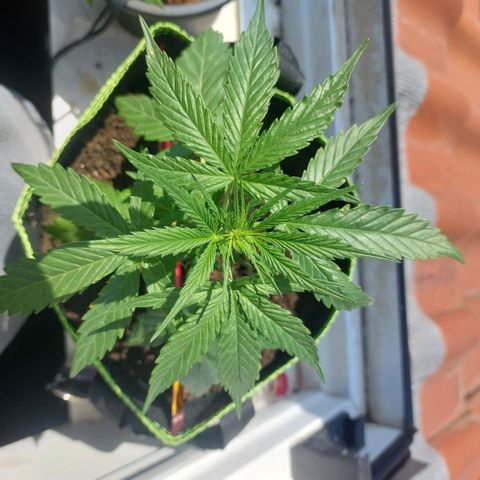 Uwe growlog timeline photo