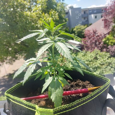 Uwe growlog timeline photo