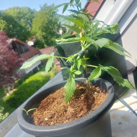 Manfred growlog photo: Low stress training angefangen 