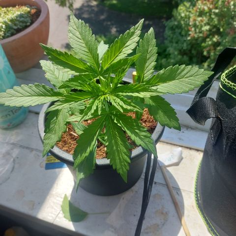 Manfred growlog photo: Low stress training angefangen 