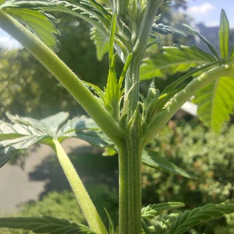 Uwe growlog timeline photo