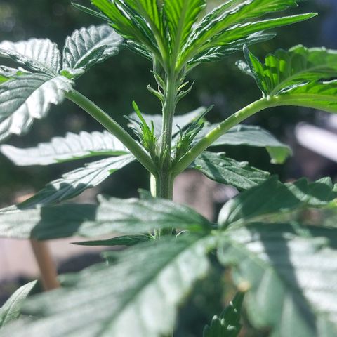 Uwe growlog timeline photo