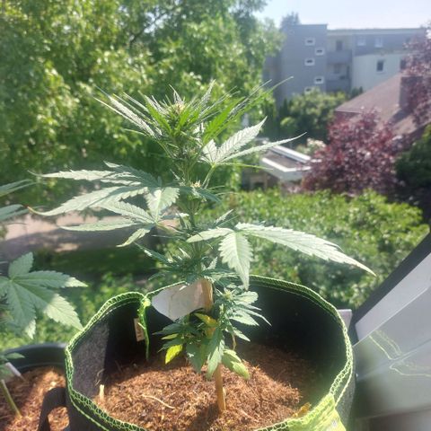 Uwe growlog timeline photo