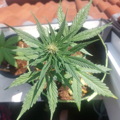 Uwe growlog timeline photo