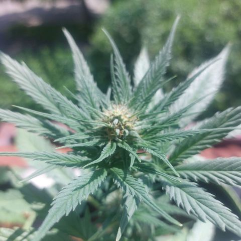 Uwe growlog timeline photo